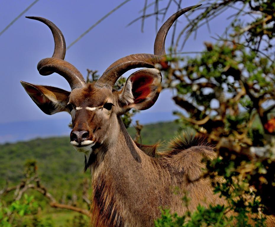 Umlambo River Lodge Kirkwood ภายนอก รูปภาพ