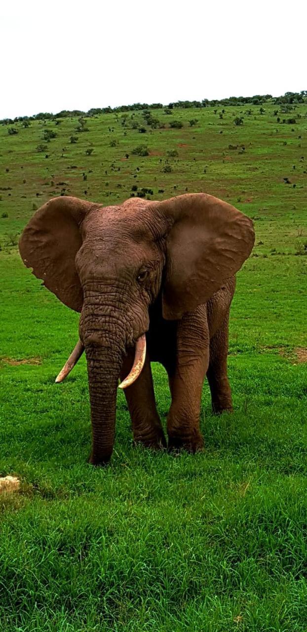 Umlambo River Lodge Kirkwood ภายนอก รูปภาพ